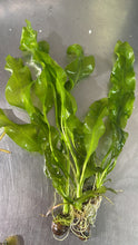 Load image into Gallery viewer, Aponogeton Ulvaceus