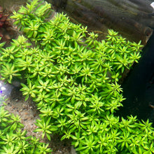 Load image into Gallery viewer, Limnophila Sp Vietnam