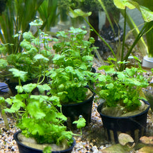 Load image into Gallery viewer, Hydrocotyle Tripartita