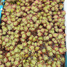 Load image into Gallery viewer, Ludwigia Sedioides