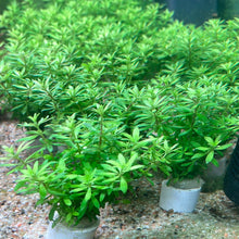 Load image into Gallery viewer, Limnophila Sp Vietnam
