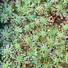 Load image into Gallery viewer, Ludwigia Sedioides