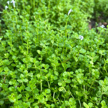 Load image into Gallery viewer, Lindernia Rotundifolia 'Variegated'