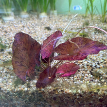 Load image into Gallery viewer, Nymphaea Lotus Red