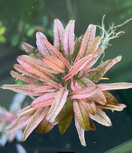 Load image into Gallery viewer, Cryptocoryne Flamingo