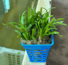 Load image into Gallery viewer, Sagittaria Sabulata