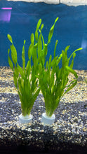Load image into Gallery viewer, Vallisneria Americana