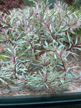 Load image into Gallery viewer, Ludwigia sp. Pink