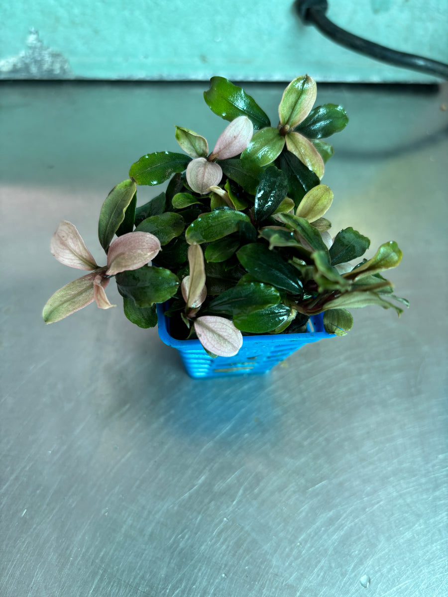 Bucephalandra Pink Brownie Ghost – Capricorn Aquarium