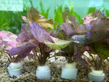 Load image into Gallery viewer, Nymphaea Lotus Red