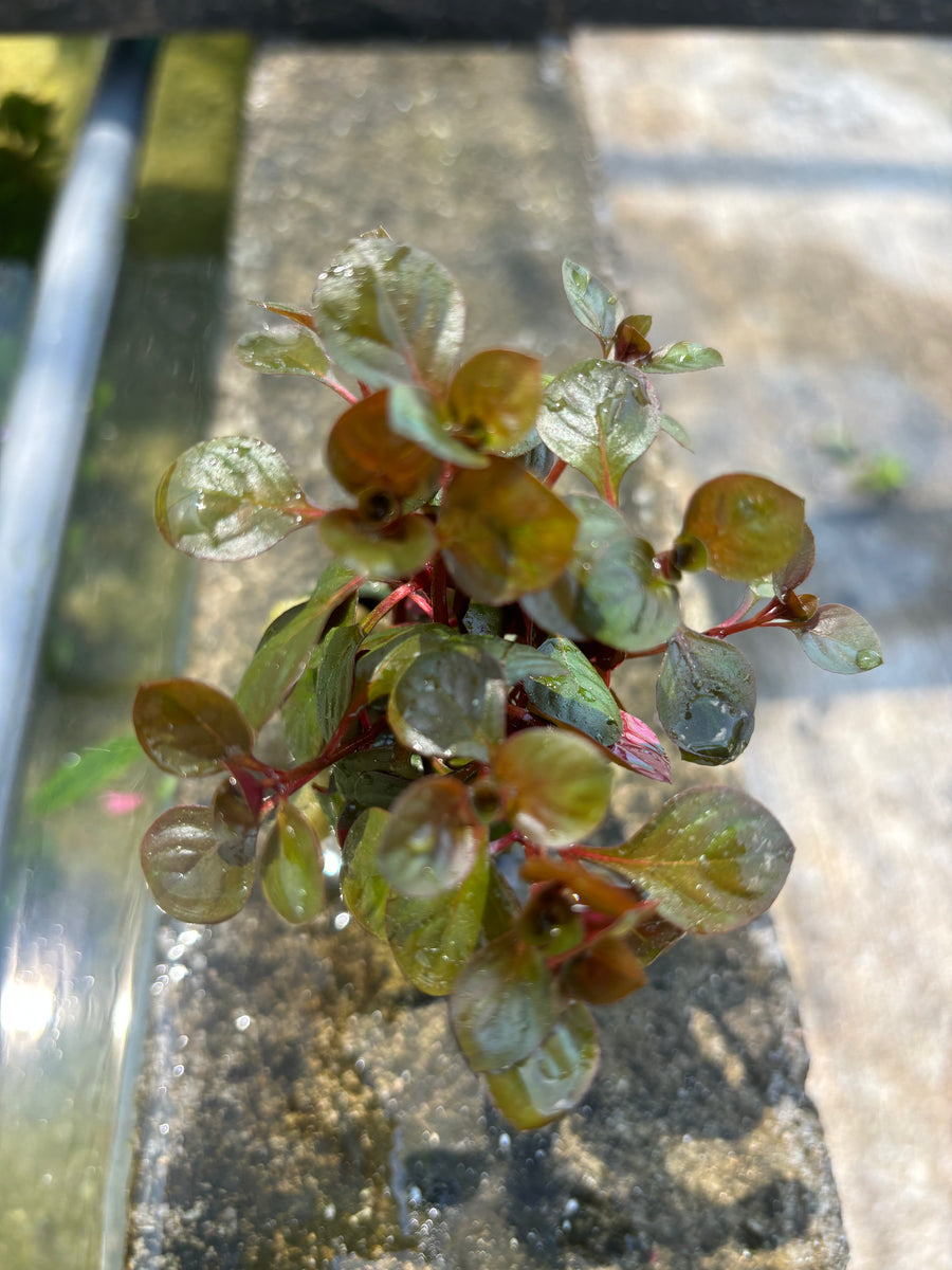 Ludwigia Repens, image size:900x1200