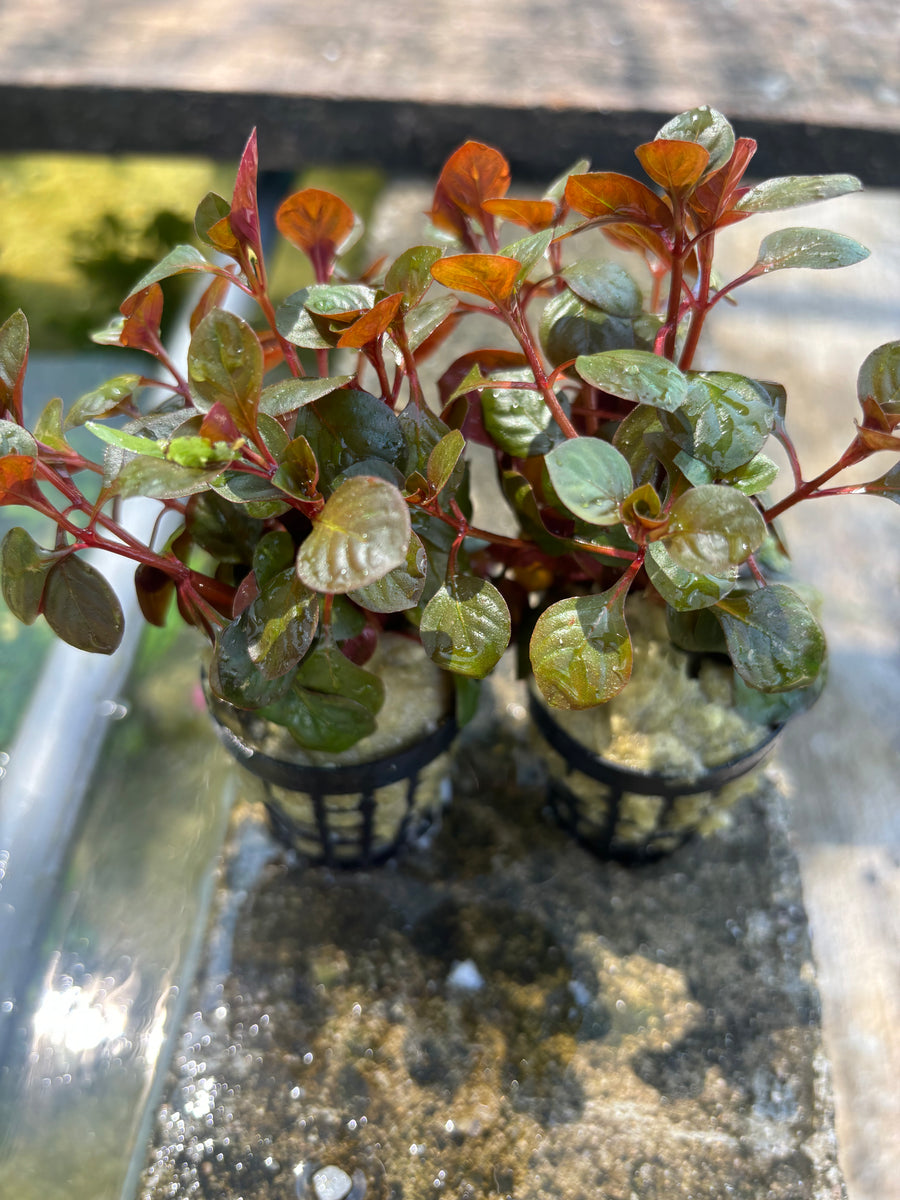 Ludwigia Repens, image size:900x1200