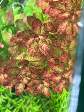 Load image into Gallery viewer, Ludwigia senegalensis 'Guinea'