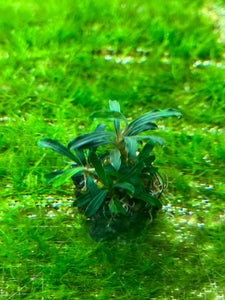 Bucephalandra Super Mini Kapuas