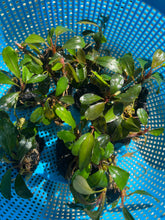 Load image into Gallery viewer, Bucephalandra Red Melawi
