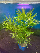 Load image into Gallery viewer, Pogostemon Stellatus ‘Octopus’