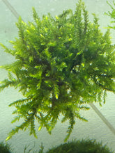 Load image into Gallery viewer, Giant Willow Moss