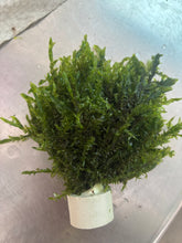 Load image into Gallery viewer, Giant Willow Moss