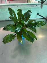 Load image into Gallery viewer, Cryptocoryne Aponogetifolia

