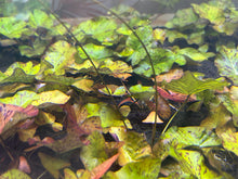 Load image into Gallery viewer, Nymphaea Lotus Red