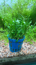 Load image into Gallery viewer, Lilaeopsis Brasiliensis