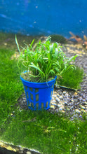 Load image into Gallery viewer, Lilaeopsis Brasiliensis