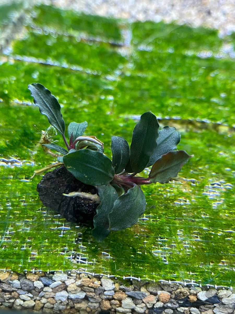 水草 Bucephalandra sp.Ghost west kalimantan Bucephalandra sp 水草 Bucephalandra sp.Ghost west kalimantan Bucephalandra sp