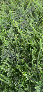 Java moss (Vesicularis dubyana)(Packet)