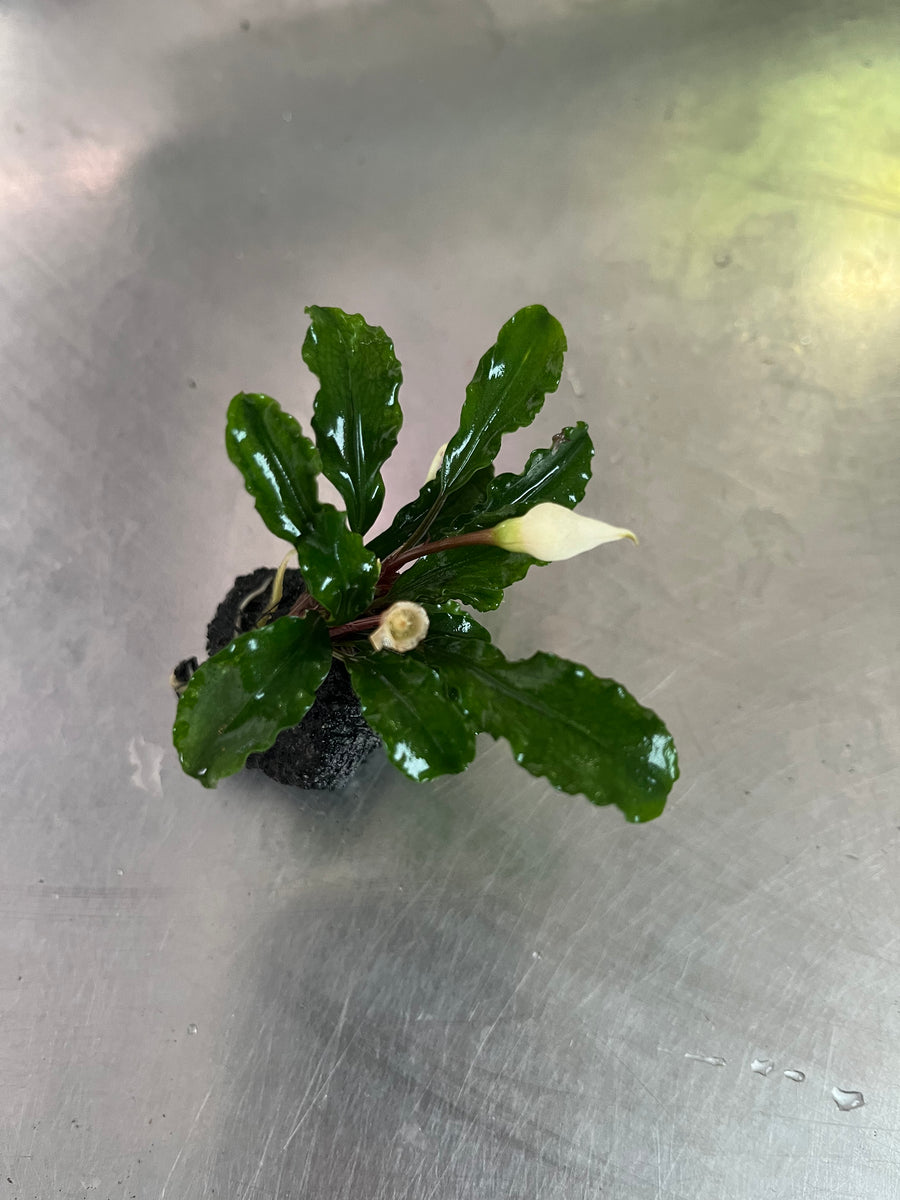 Bucephalandra Wavy Green – Capricorn Aquarium Bucephalandra Wavy Green – Capricorn Aquarium