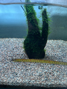 Java Moss (Submerge)