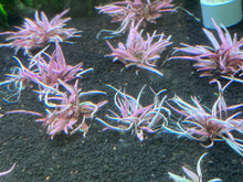 Load image into Gallery viewer, Cryptocoryne Flamingo