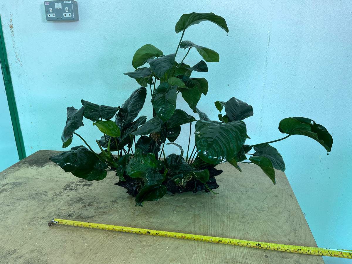 Anubias Barteri (Wood XL) Capricorn Aquarium