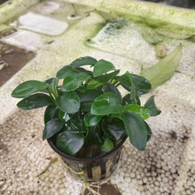 Load image into Gallery viewer, Anubias Nana 'Petite'