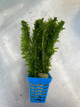 Load image into Gallery viewer, Egeria Densa