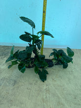 Load image into Gallery viewer, Anubias Barteri (Wood M size)
