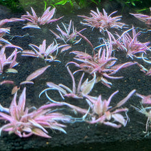 Load image into Gallery viewer, Cryptocoryne Flamingo