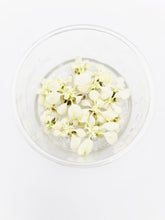 Load image into Gallery viewer, Anubias Nana Variegated (TC)