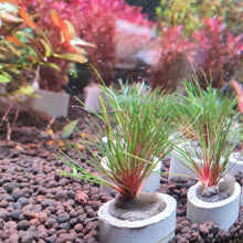 Load image into Gallery viewer, Eriocaulon blood vomit