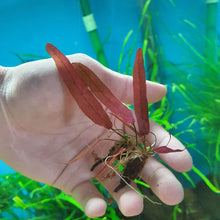 Load image into Gallery viewer, Barclaya longifolia