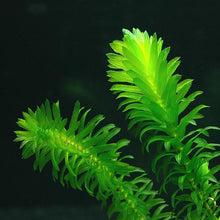 Load image into Gallery viewer, Egeria Densa