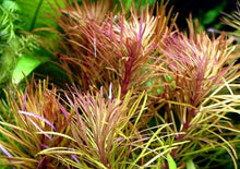 Load image into Gallery viewer, Eustralis Stellata