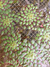 Load image into Gallery viewer, Ludwigia Sedioides