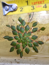Load image into Gallery viewer, Ludwigia Sedioides
