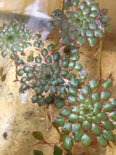 Load image into Gallery viewer, Ludwigia Sedioides