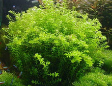 Load image into Gallery viewer, Micranthemum Micranthemoides (Pearl Weed)