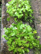 Load image into Gallery viewer, Hydrocotyle Tripartita  (Wabikusa)
