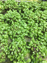 Load image into Gallery viewer, Hydrocotyle Tripartita  (Wabikusa)