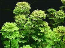 Load image into Gallery viewer, Limnophila Sessiliflora