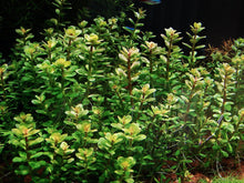 Load image into Gallery viewer, Rotala Sp. Bonsai