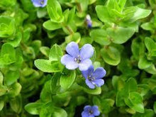 Load image into Gallery viewer, Bacopa Caroliniana